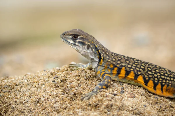 Изображение бабочки Агамы Ящерицы (Leiolepis Cuvier) на песке . — стоковое фото