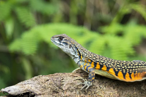 Immagine di Farfalla Agama Lucertola (Leiolepis Cuvier) su bac natura — Foto Stock