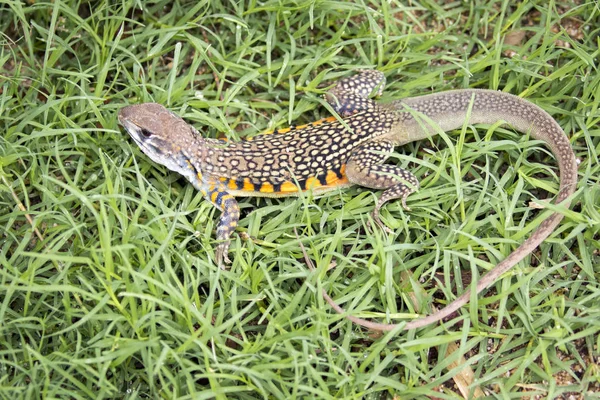 Imagen de Mariposa Agama Lagarto (Leiolepis Cuvier) en el verde — Foto de Stock