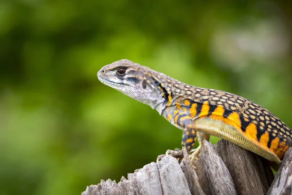 Imagen de Mariposa Agama Lagarto (Leiolepis Cuvier) en la naturaleza bac — Foto de Stock