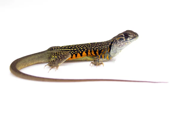 Afbeelding Butterfly Agama hagedis (Leiolepis Cuvier) op witte achterzijde — Stockfoto