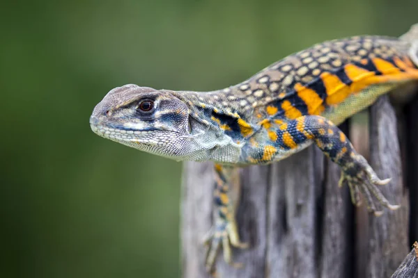 Изображение бабочки Агамы Ящерицы (Leiolepis Cuvier) на природном пляже — стоковое фото