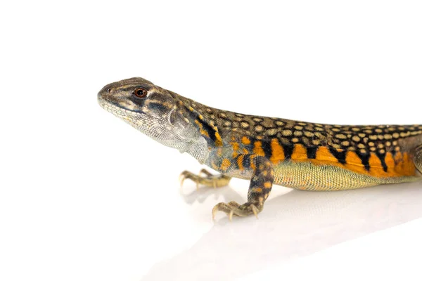 Immagine di Farfalla Agama Lizard (Leiolepis Cuvier) sul dorso bianco — Foto Stock