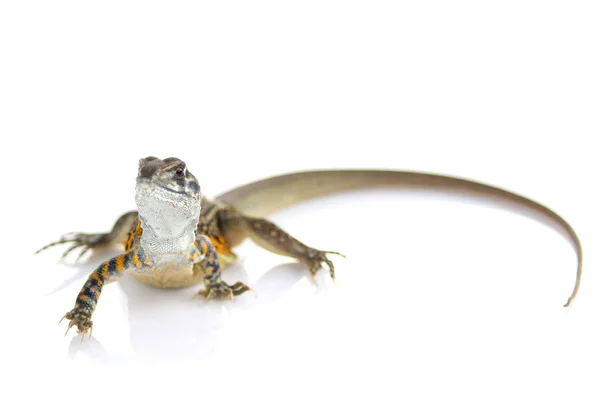 Immagine di Farfalla Agama Lizard (Leiolepis Cuvier) sul dorso bianco — Foto Stock