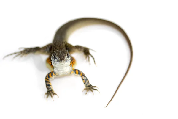 Immagine di Farfalla Agama Lizard (Leiolepis Cuvier) sul dorso bianco — Foto Stock