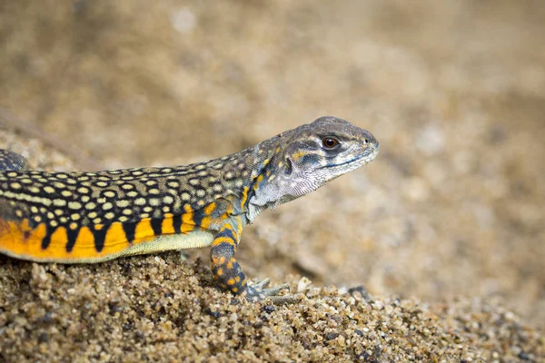 Изображение бабочки Агамы Ящерицы (Leiolepis Cuvier) на песке . — стоковое фото