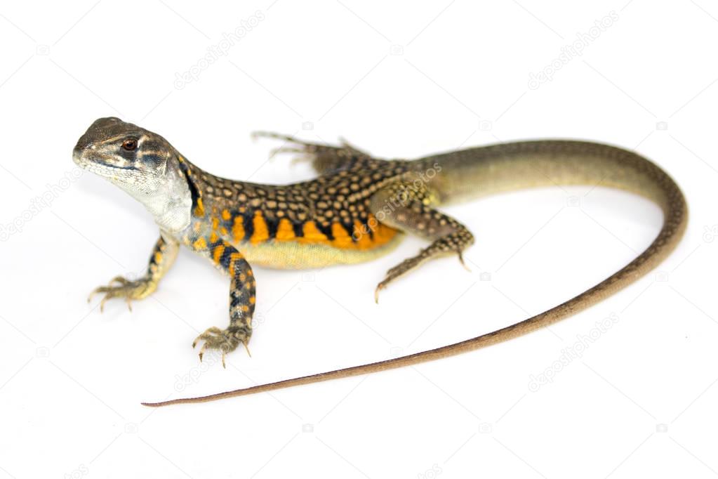 Image of Butterfly Agama Lizard (Leiolepis Cuvier) on white back