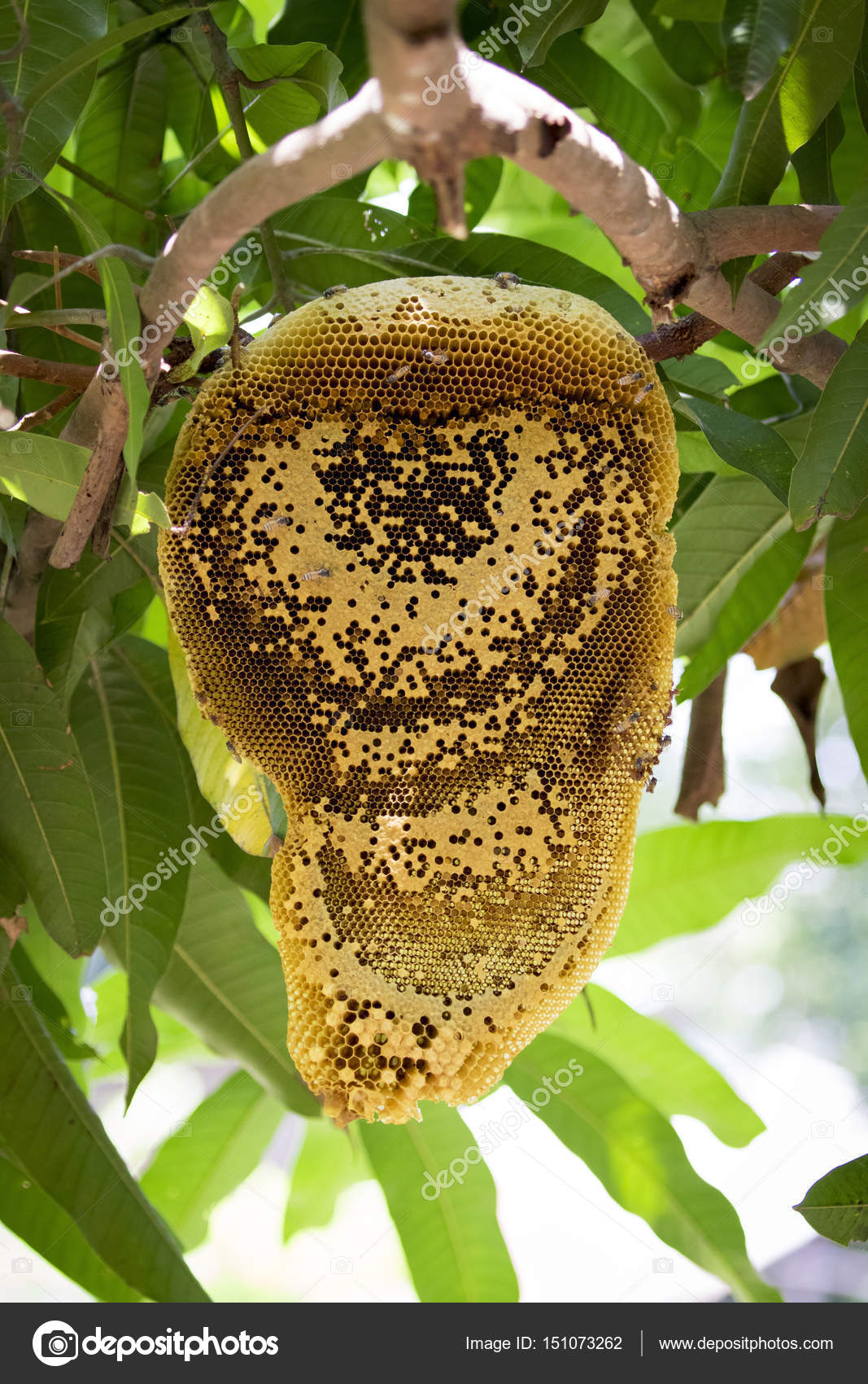Image of honey and honeycomb on a green tree background. Stock Photo by  ©yod67 151073262