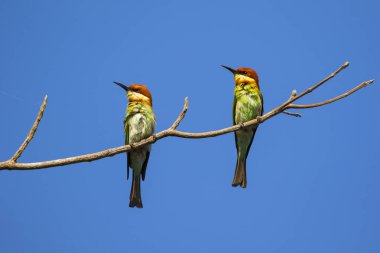 Gökyüzü arka plan dalda kuş görüntüsü. Vahşi hayvanlar. Che