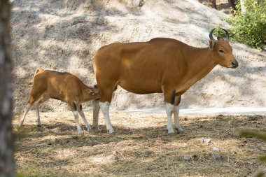 Bir kırmızı boğa kadın ve kırmızı derisindeki doğa arka plan görüntüsü. Kablosuz