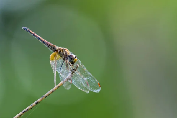 Bilden av dragonfly uppflugen på en trädgren på natur botten — Stockfoto