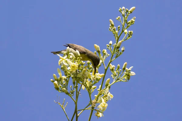 Bild eines Vogels (Sonnenvogel mit olivem Rücken, Sonnenvogel mit gelbem Bauch). — Stockfoto