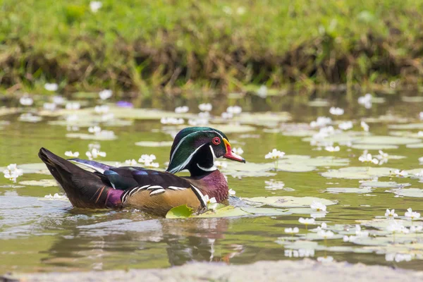 Imagen de un pato de madera en el agua. Animales salvajes . —  Fotos de Stock