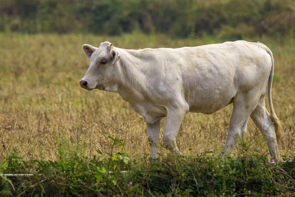 Image of white cow on nature background. Animal farm — Stock Photo, Image