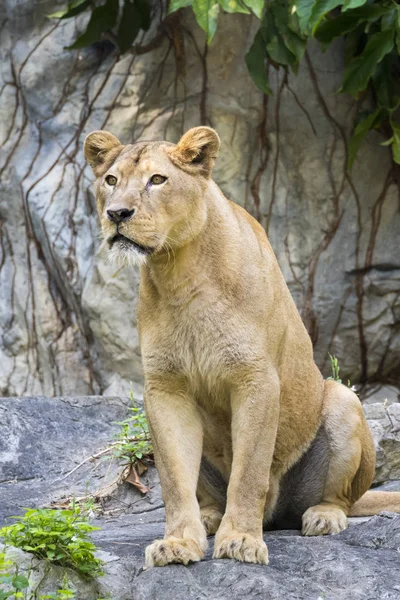 Imagem de um leão fêmea no fundo da natureza. Animais selvagens . — Fotografia de Stock