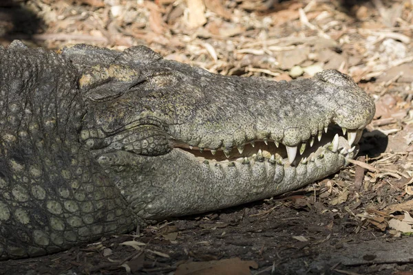 Imagem de um crocodilo no fundo da natureza. Animais selvagens . — Fotografia de Stock