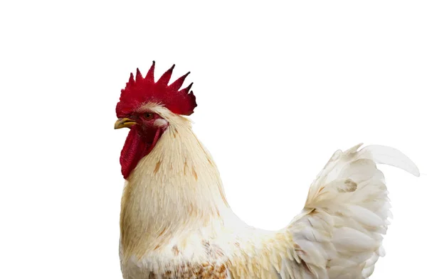 Imagen de pollo aislado sobre fondo blanco. Animales de granja. — Foto de Stock