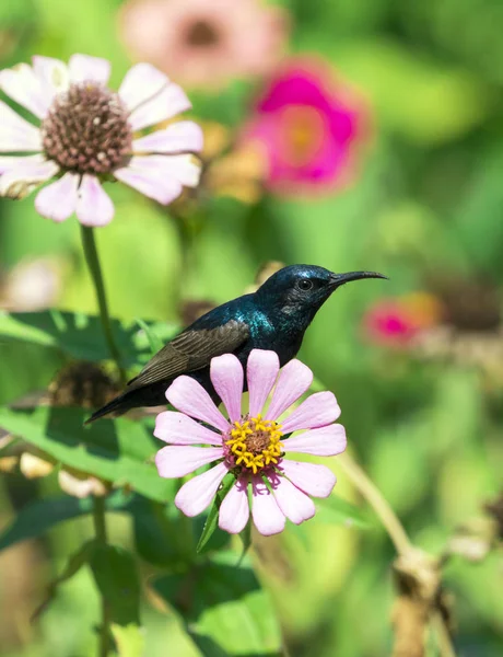 Obraz ptaka (fioletowy sunbird) wznosi się na kwiaty. Dzikie zwierzę — Zdjęcie stockowe