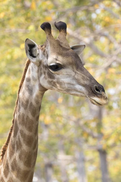 Bild av en giraff huvud på natur bakgrund. Vilda djur. — Stockfoto