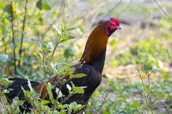 Imagen del gallo en el campo verde. Animales de granja . —  Fotos de Stock