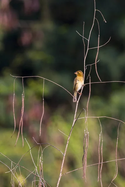 Image d'oiseau tisserand doré (femelle) sur la branche sur la nature retour — Photo