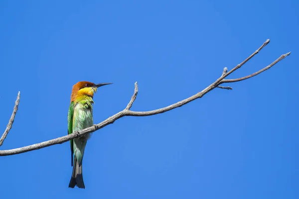 Εικόνα του πουλιού στο κλάδο στο φόντο του ουρανού. Άγρια ζώα. Che — Φωτογραφία Αρχείου