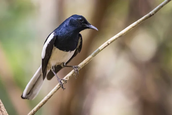 Beeld van de vogel op de tak op natuurlijke achtergrond. Oosterse MOP — Stockfoto