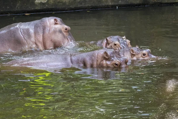 Afbeelding van een nijlpaard op het water. Wilde dieren. — Stockfoto