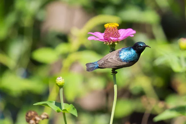 Εικόνα ενός πουλιού (μωβ sunbird). Άγρια ζώα. — Φωτογραφία Αρχείου