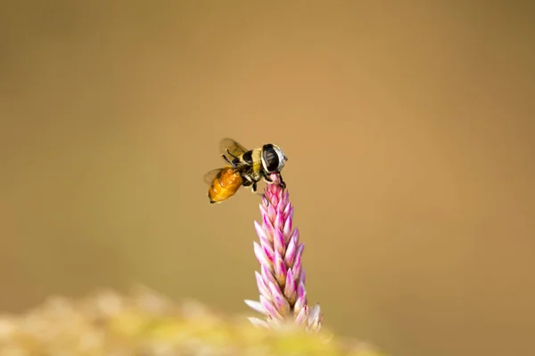 Image of bee perched on flower on nature background. Insect Anim — Stock Photo, Image