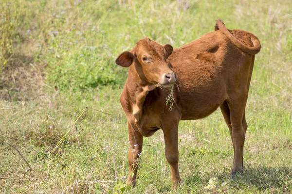 Image of brown cow on nature background. Farm Animal. — Stock Photo, Image
