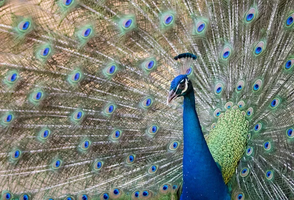 Изображение павлина, показывающего свои красивые перья. дикие животные . — стоковое фото