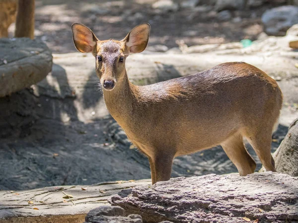 Afbeelding van een hert op de achtergrond van de natuur. wilde dieren. — Stockfoto