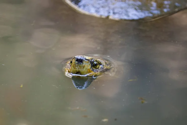 Imagem de uma cabeça de tartaruga lama na água. Anfíbios animais . — Fotografia de Stock