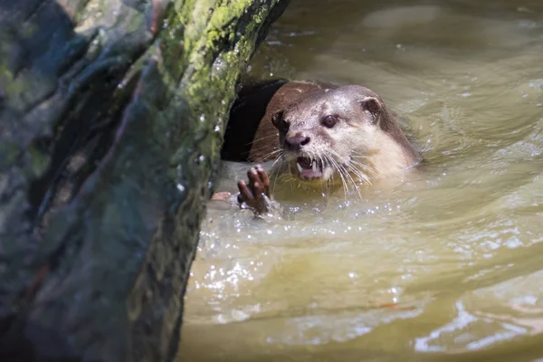 Afbeelding van een otters op het water. Wilde dieren. — Stockfoto
