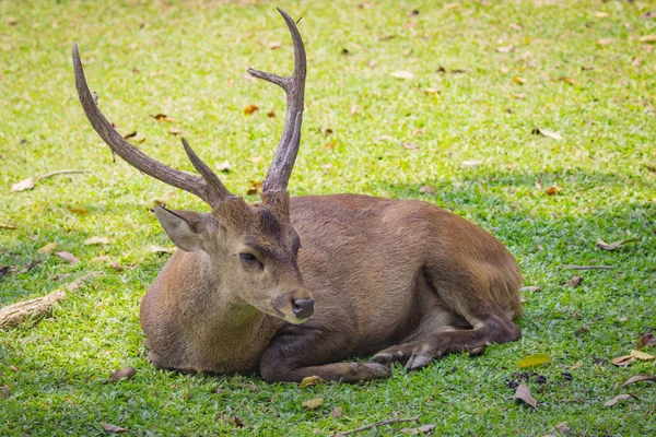 Bild av en hjort på natur bakgrund. vilda djur. — Stockfoto