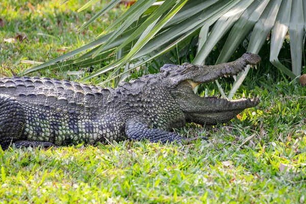 Image of a crocodile on the grass. Reptile Animals. — Stock Photo, Image