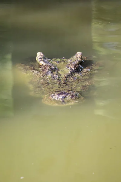 Afbeelding van het hoofd van een krokodil in het water. Reptiel dieren. — Stockfoto