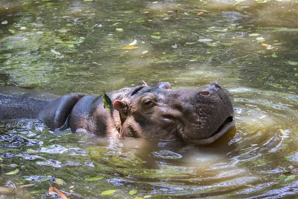 Obraz z hipopotam na wodzie. Dzikie zwierzęta. — Zdjęcie stockowe