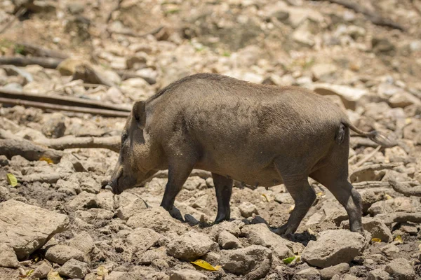 Imagen de jabalí sobre fondo natural. Animales salvajes . — Foto de Stock