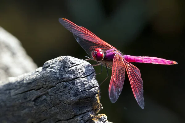 Bild einer Libelle, die auf einem Ast in der Natur thront — Stockfoto