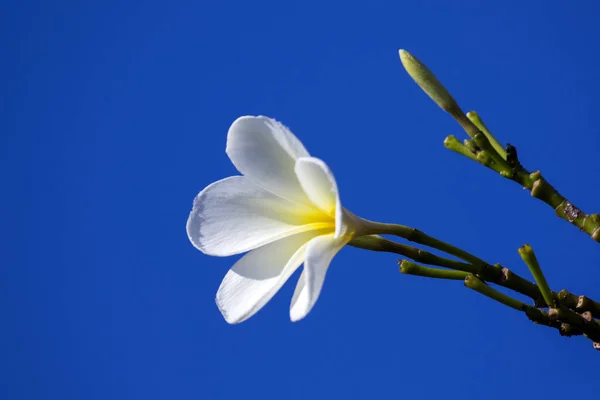 Tropikal görüntüsünü frangipani (plumeria) mavi backgro üzerinde çiçekler — Stok fotoğraf