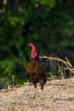 Tavuk doğa arka plan görüntüsü. Çiftlik hayvanları.