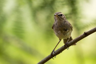 Görüntü üzerinde doğal backg dalda kuş (genel Tailorbird)