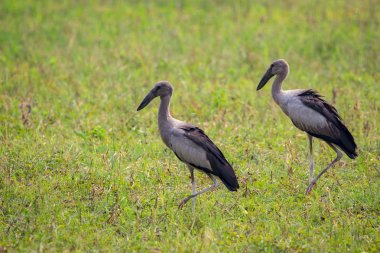 Asya openbill leylek doğal arka plan görüntüsü. Vahşi hayvan