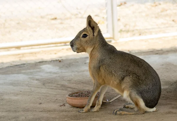 Εικόνα ενός Μάρα Παταγονίας (Cavy). Άγρια ζώα. — Φωτογραφία Αρχείου