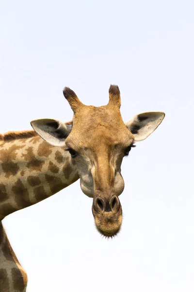 Imagen de una cabeza de jirafa sobre fondo blanco. Animales salvajes . —  Fotos de Stock