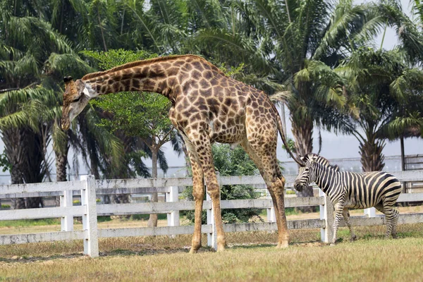 Bilden av en giraff och zebra på natur bakgrund. Vilda djur. — Stockfoto