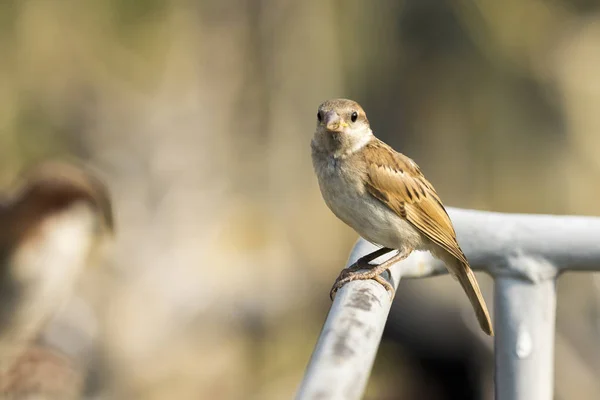 Εικόνα του sparrow σε φόντο φύση. Πουλί — Φωτογραφία Αρχείου