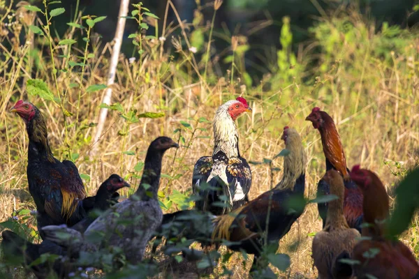 Yeşil alan tavuk görüntüsü. Çiftlik hayvanları. — Stok fotoğraf